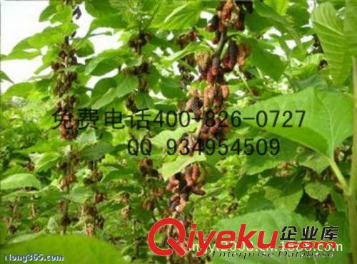 批發供應果桑苗甜椹大白珍珠質量好價格低（看看視頻)原始圖片3