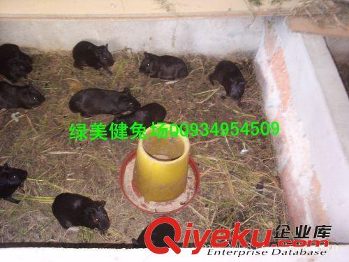 黑豚鼠養(yǎng)殖技術(shù) 黑豚鼠養(yǎng)殖回收 養(yǎng)殖種苗  荷蘭鼠原始圖片2