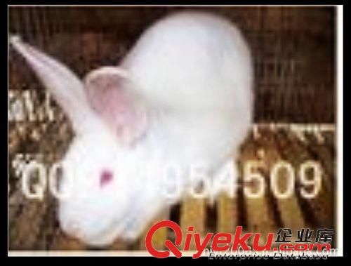 獺兔種兔商品兔皮價格實惠 兔子 養殖 野兔種兔 長毛兔種兔