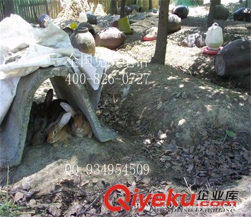 養(yǎng)殖安徽肉兔野兔長毛兔獺兔新西蘭兔養(yǎng)殖場肉兔價格特種養(yǎng)殖原始圖片3