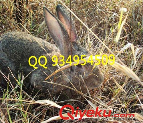養殖肉用兔養殖場比利時兔種商品兔價格肉兔價格特種養殖動物項目