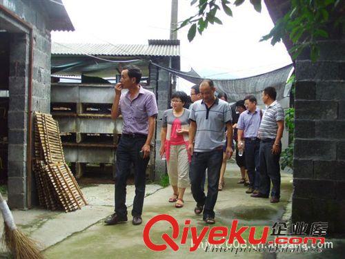 養殖寵物兔養殖場品種 兔子 養殖  垂耳兔寵物兔 寵物兔批發