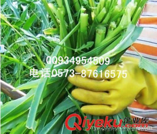 免費(fèi)贈(zèng)送墨西哥玉米草種 草種 草籽 牧草玉米 魚草種子牧草種子原始圖片2