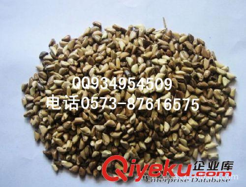 免費(fèi)贈(zèng)送墨西哥玉米草種 草種 草籽 牧草玉米 魚草種子牧草種子原始圖片3