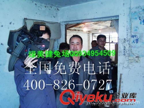 2014年養殖什么好大量收購商品黑豚中華黑豚 豚鼠 荷蘭豬 荷蘭鼠