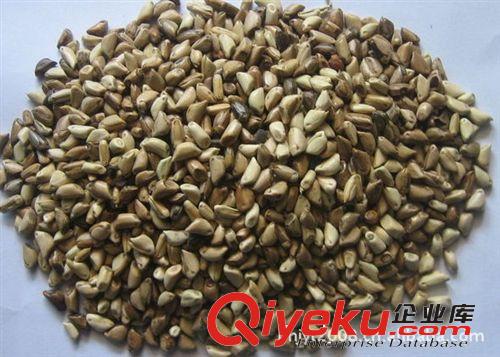 墨西哥玉米草種植視頻 墨西哥玉米草種子 墨西哥玉米