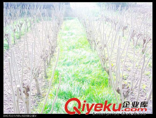 黑麥草種植養羊養兔養鵝牧草種子