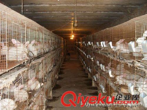 新西蘭肉兔養殖場種兔商品兔實驗兔試驗兔