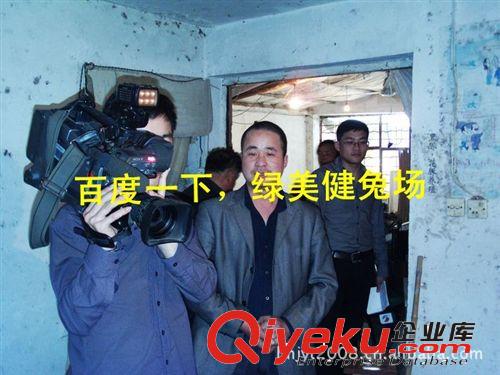 養殖肉用兔毛用兔實驗兔寵物兔基地養殖特種養殖動物項目原始圖片3