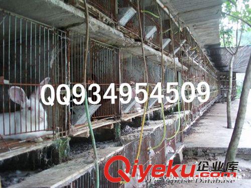 獺兔皮供應(yīng) 獺兔種兔基地  種兔批發(fā) 種兔供應(yīng)
