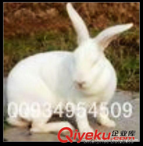 獺兔皮供應(yīng) 獺兔種兔基地  種兔批發(fā) 種兔供應(yīng)