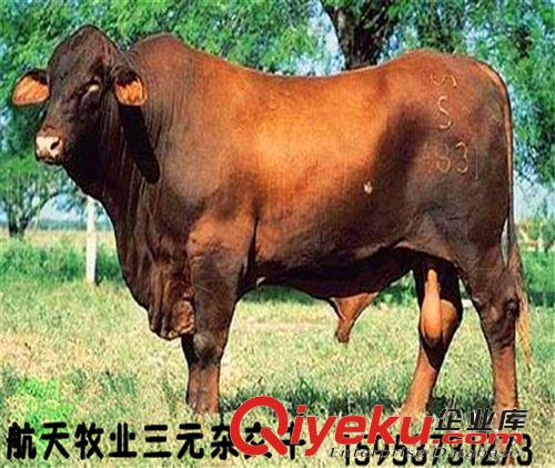 【2013肉牛市場價格走勢】小牛價格 牛犢價格 黃牛價格 肉牛價格