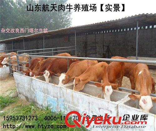 【2013肉牛市場價格走勢】小牛價格 牛犢價格 黃牛價格 肉牛價格