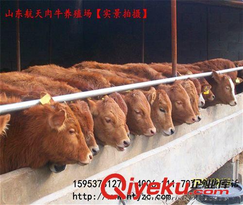 【2013肉牛市場價格走勢】小牛價格 牛犢價格 黃牛價格 肉牛價格