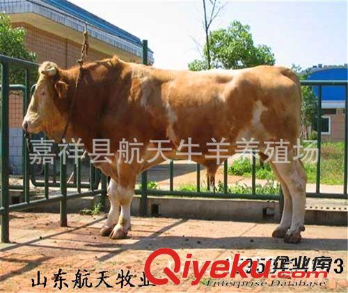 【肉牛牛舍建設(shè)】20-50頭肉牛牛舍建設(shè)方案，詳情咨詢(xún)本場(chǎng)客服