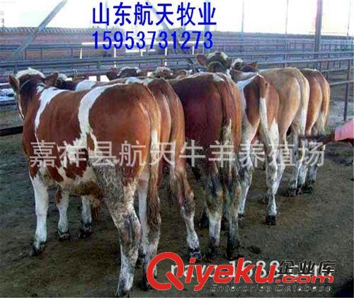 山東肉牛養(yǎng)殖場(chǎng)@肉牛養(yǎng)殖技術(shù)@肉牛品種介紹【本場(chǎng)免費(fèi)送貨】