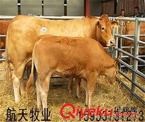 【肉?！咳馀Ｆ贩N介紹，肉牛圖片，內(nèi)蒙肉牛養(yǎng)殖場(chǎng)（圖）