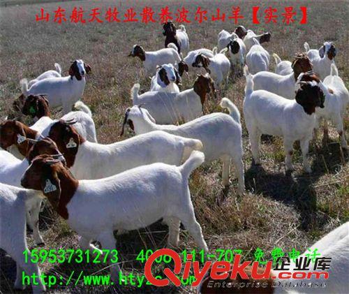 2014年肉羊{zd1}價格—夏季{zd1}肉羊價格—大型肉羊養(yǎng)殖場