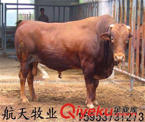 貴州黃牛種苗多少錢(qián)一頭，優(yōu)質(zhì)魯西黃牛種苗價(jià)格