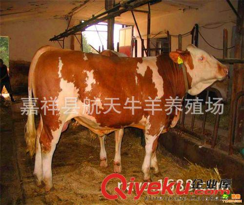 肉牛 肉牛利潤 肉牛成本 肉牛飼料配比 肉牛養(yǎng)殖場 西門塔爾牛