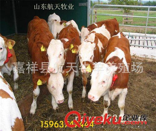 肉牛 肉牛利潤 肉牛成本 肉牛飼料配比 肉牛養(yǎng)殖場 西門塔爾牛