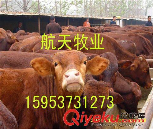 利木贊肉?！驹略鲩L100斤，長勢(shì)快，出肉率高】