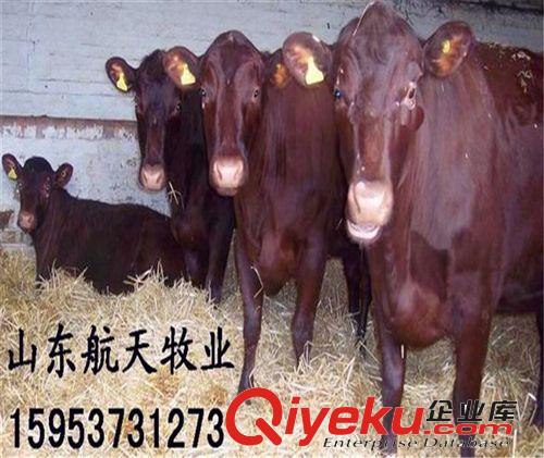 肉牛養(yǎng)殖成本是多少 利木贊肉牛犢 利木贊肉牛{gx}飼養(yǎng)方法