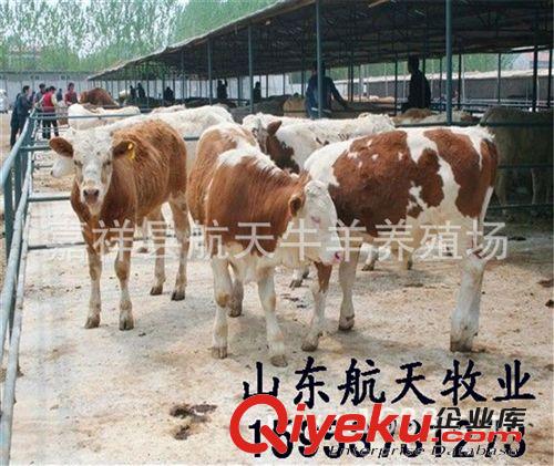 【{gjj}萬頭肉牛養(yǎng)殖場(chǎng)】{zx1}肉牛價(jià)格 肉牛養(yǎng)殖技術(shù)視頻