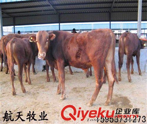 【{gjj}萬頭肉牛養(yǎng)殖場(chǎng)】{zx1}肉牛價(jià)格 肉牛養(yǎng)殖技術(shù)視頻