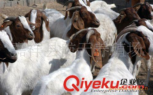 波爾山羊小肉羊，波爾山羊羊羔，一頭起批，20頭起運(yùn)原始圖片3