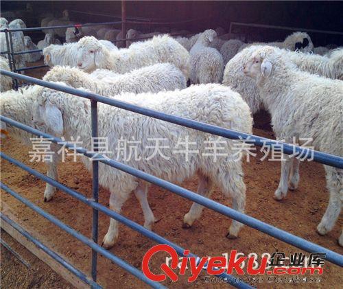 小尾寒羊養(yǎng)殖周期—小尾寒羊羊羔價格—養(yǎng)殖小尾寒羊利潤
