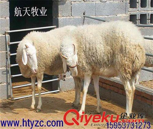 【銷(xiāo)售{zw}】?jī)?yōu)質(zhì)高腿小尾寒羊多胎羊一年兩窩一窩4-5只原始圖片3