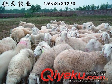 供應(yīng)小尾寒羊肉羊 小尾寒羊母羊 小尾寒羊羊羔 小尾寒羊價(jià)格原始圖片2