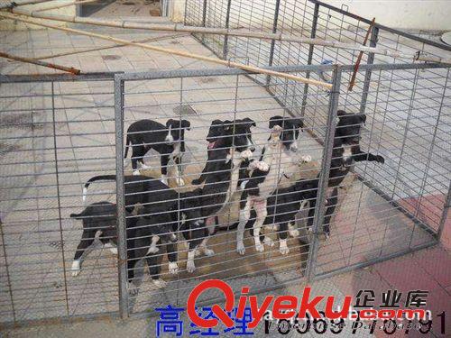 山東靈緹犬養殖場 靈緹犬幼犬價格 靈緹犬養殖技術