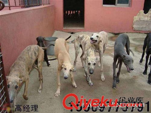 山東靈緹犬養殖場 靈緹犬幼犬價格 靈緹犬養殖技術