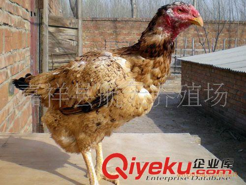 中國斗雞、斗雞苗價(jià)格、越南斗雞、泰國斗雞