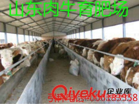 云南個舊市改良母牛養殖效益分析 云南個舊改良母牛價格 肉牛犢