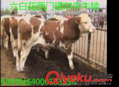 云南個舊市改良母牛養殖效益分析 云南個舊改良母牛價格 肉牛犢