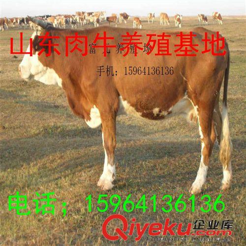 【專業肉牛養殖基地】主營：西門塔爾肉牛犢 公牛犢 改良肉牛犢