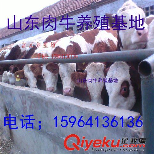 供應(yīng)肉牛 肉牛養(yǎng)殖 魯西黃牛 廣西肉牛養(yǎng)殖場