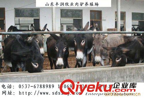 【養(yǎng)驢效益】德州驢 泌陽驢 關(guān)中驢 烏頭驢原始圖片3