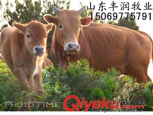 肉牛{zj0}品種，夏洛萊肉牛 夏洛萊牛犢，出肉率{zg}，長勢最快