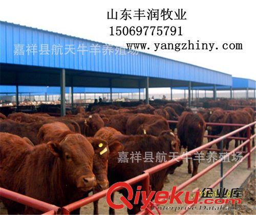 常年出售—改良肉牛 肉牛犢 成年肉牛