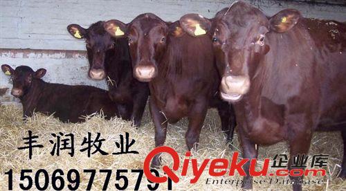 云南肉牛價格—云南肉牛行情—云南肉牛價格預(yù)測—云南肉牛養(yǎng)殖場原始圖片3