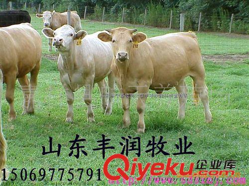 肉牛犢 育肥牛 改良肉牛 小牛犢 種牛犢 牛犢價格