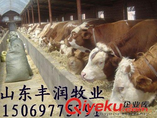 {zx1}肉牛養(yǎng)殖場(chǎng)@{zx1}肉牛價(jià)格@{zx1}肉牛品種@{zx1}肉牛計(jì)劃