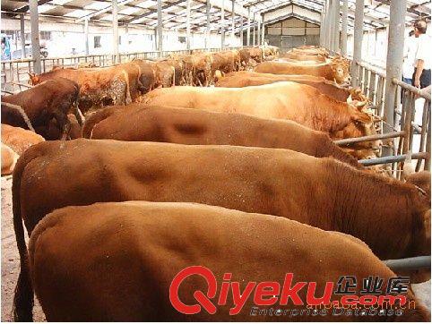 魯西黃牛肉牛—魯西黃牛牛犢—改良魯西黃?！救珖鵁徜N中】