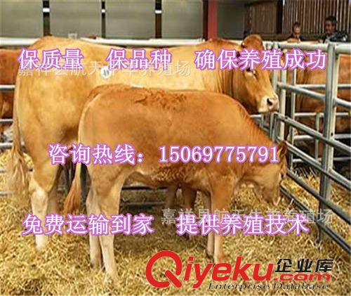 【廠家直銷】純種魯西黃牛—魯西黃牛養(yǎng)殖技術(shù)—魯西黃牛價(jià)格原始圖片2
