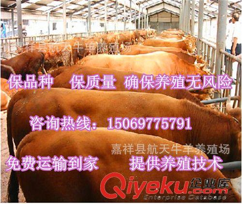 【廠家直銷】純種魯西黃牛—魯西黃牛養(yǎng)殖技術(shù)—魯西黃牛價(jià)格原始圖片3