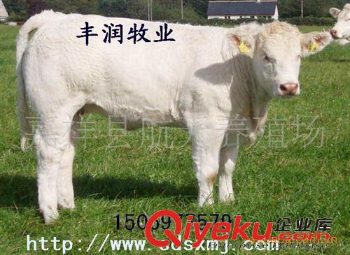 供應(yīng)適合南方養(yǎng)殖的肉牛品種，500斤夏洛萊肉牛，夏洛萊肉牛犢